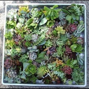 4 piece variety random succulent mystery box plant hobby fun